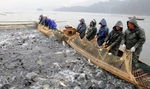 最貴的雷龍魚品種圖片：探秘雷龍魚，揭開最貴品種的神秘面紗