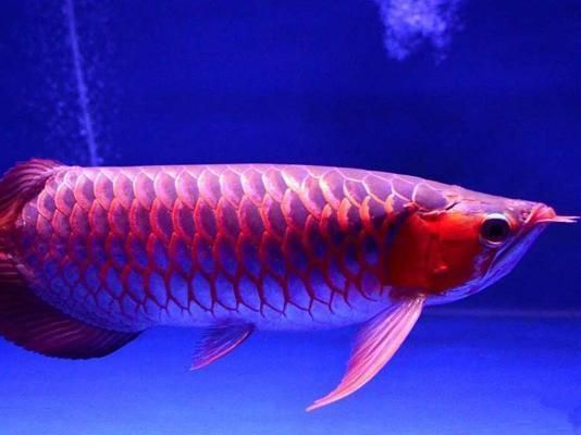大湖紅龍發(fā)色：大湖紅龍養(yǎng)殖技術(shù) 大湖紅龍發(fā)色：大湖紅龍養(yǎng)殖技術(shù) 大湖紅龍魚百科 第5張