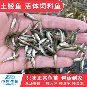 銀龍魚魚鱗掉了怎么辦啊視頻(銀龍魚鱗片掉了怎么辦)