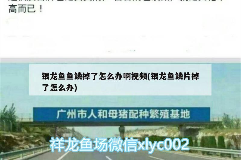 銀龍魚魚鱗掉了怎么辦啊視頻(銀龍魚鱗片掉了怎么辦)