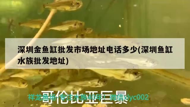 深圳金魚缸批發市場地址電話多少(深圳魚缸水族批發地址)