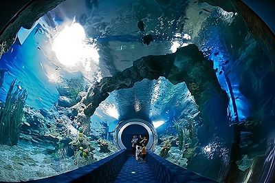 開個水族館要辦什么執照才能開呢（開設水族館時需要辦理的執照和證件詳細信息詳細信息）
