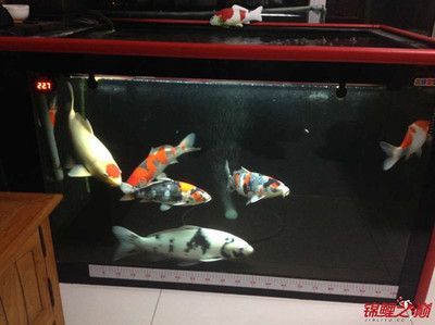 60cm的魚缸能養錦鯉嗎