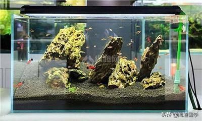 603050的魚缸養幾條魚：603050的魚缸養魚體驗分享603050魚缸養魚體驗分享
