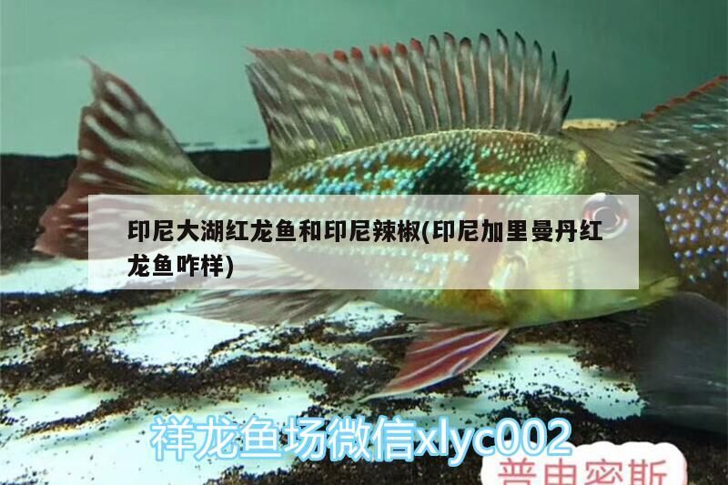 印尼大湖紅龍魚和印尼辣椒(印尼加里曼丹紅龍魚咋樣)