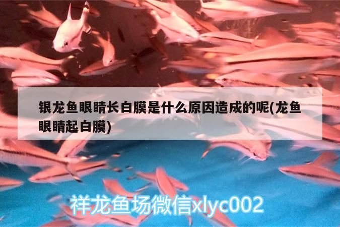 銀龍魚眼睛長白膜是什么原因造成的呢(龍魚眼睛起白膜)