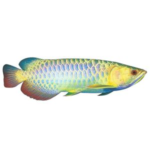 星點金龍魚幼魚專用飼料：星點金龍魚幼魚專用飼料的配方與效果