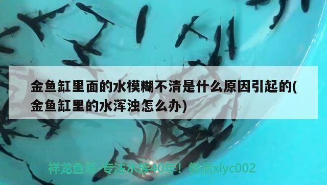 金魚(yú)缸里面的水模糊不清是什么原因引起的(金魚(yú)缸里的水渾濁怎么辦)