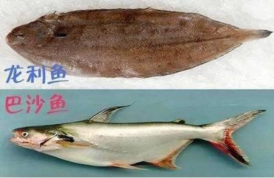印尼小紅龍魚怎么挑選的呢圖片視頻(大湖紅龍魚對比印尼紅龍)