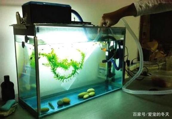 金龍魚水族箱過濾器選擇指南：金龍魚專用水族箱過濾器評測