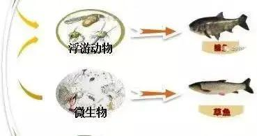 海南雷龍魚冬天會冬眠嗎（雷龍魚冬天不吃食）