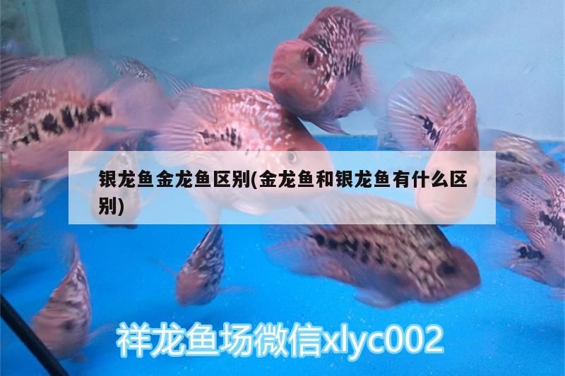銀龍魚金龍魚區別(金龍魚和銀龍魚有什么區別)