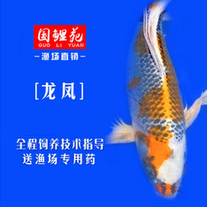 龍魚圖片壁紙卡通（龍魚圖片壁紙卡通）