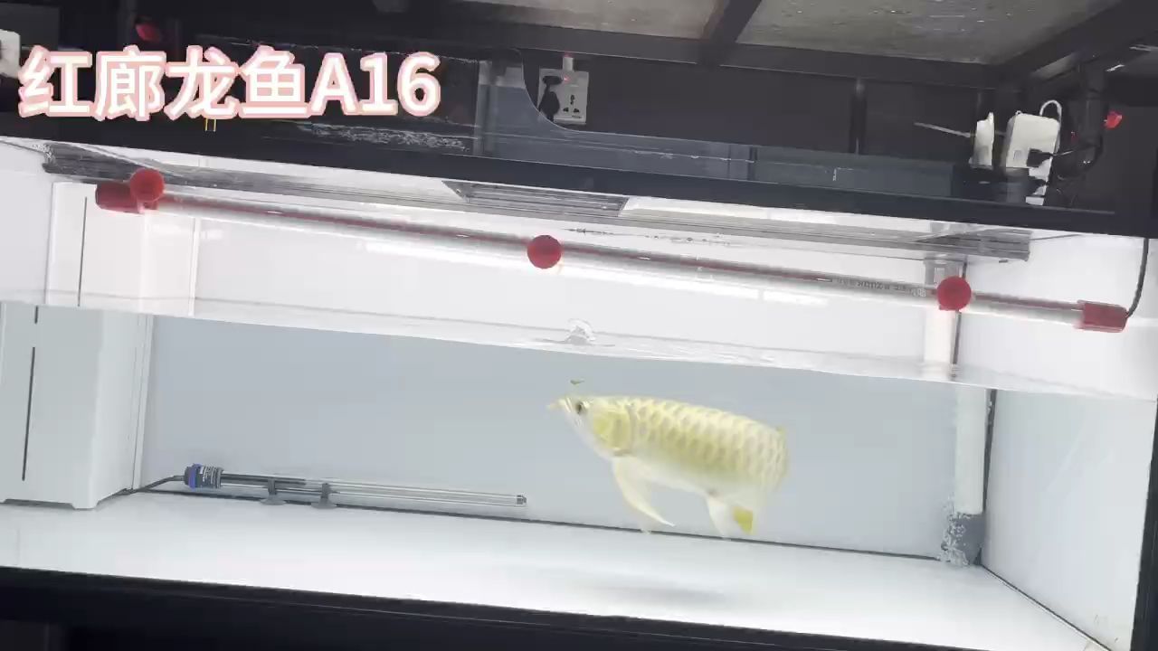 大湖紅龍（#現(xiàn)場實(shí)拍#觀賞魚#紅龍45公分大七鰭）