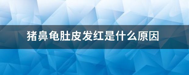 豬鼻龜皮膚發紅：豬鼻龜皮膚發紅怎么辦