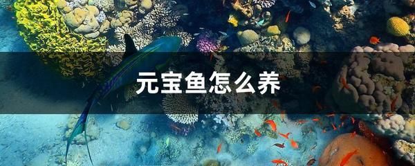 如何控制元寶鳳凰魚喂食量：如何控制元寶鳳凰魚喂食量的方法元寶鳳凰魚喂食量的方法