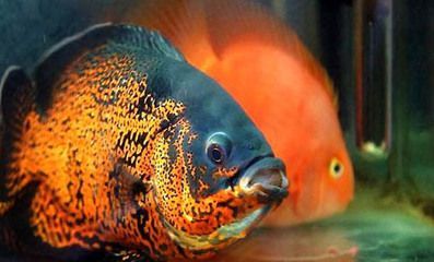 如何控制元寶鳳凰魚喂食量：如何控制元寶鳳凰魚喂食量的方法元寶鳳凰魚喂食量的方法