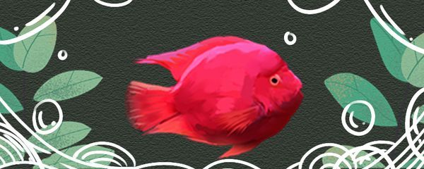 如何控制元寶鳳凰魚喂食量：如何控制元寶鳳凰魚喂食量的方法元寶鳳凰魚喂食量的方法