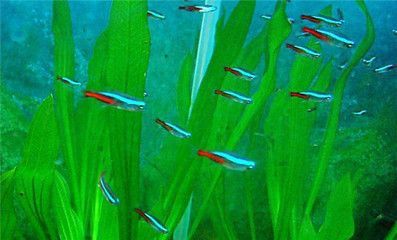 熱帶魚缸和普通魚缸的區(qū)別，熱帶魚缸與普通魚缸價(jià)格對(duì)比