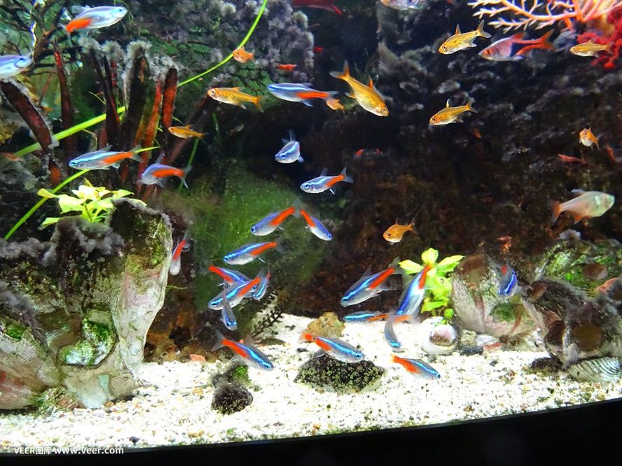 熱帶魚缸和普通魚缸的區(qū)別，熱帶魚缸與普通魚缸價(jià)格對(duì)比
