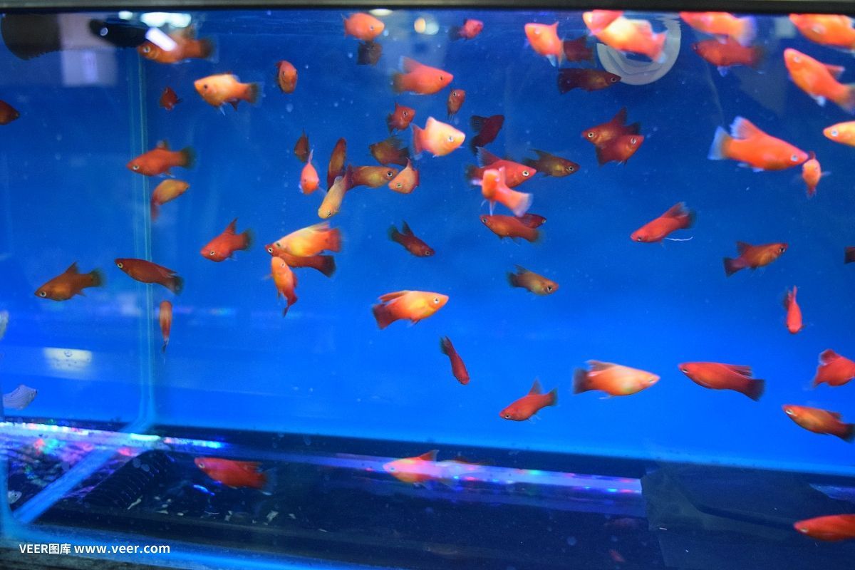 熱帶魚缸和普通魚缸的區(qū)別，熱帶魚缸與普通魚缸價(jià)格對(duì)比
