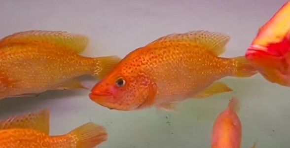 紅老虎魚蛋白質(zhì)來源選擇，紅老虎魚的蛋白質(zhì)來源時應(yīng)考慮以下幾個原則