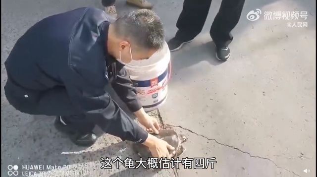 豬鼻龜是瀕危動(dòng)物嗎為什么不能養(yǎng)：為什么豬鼻龜被禁止銷售