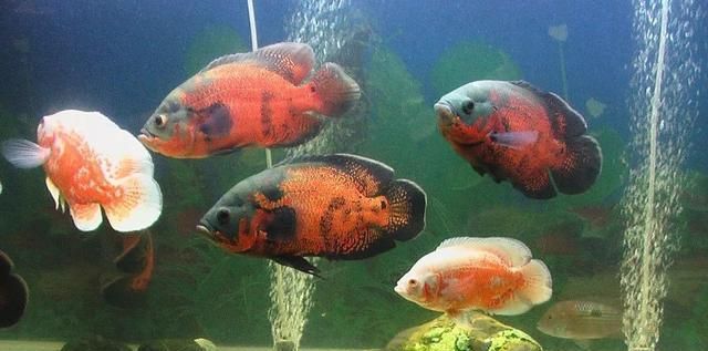 紅龍魚掉鱗片多久長好 紅龍魚掉鱗片多久長好 豬鼻龜百科 第3張