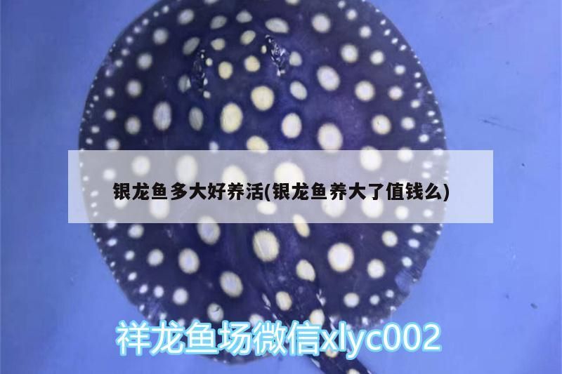 銀龍魚多大好養活(銀龍魚養大了值錢么)