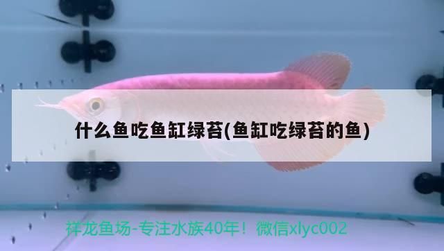 什么魚吃魚缸綠苔(魚缸吃綠苔的魚)