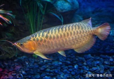 龍魚與什么魚相克？混養禁忌與和諧共處指南，龍魚混養指南，相克魚種與和諧共處技巧