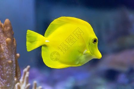 水族館壁紙（水族館動態壁紙）