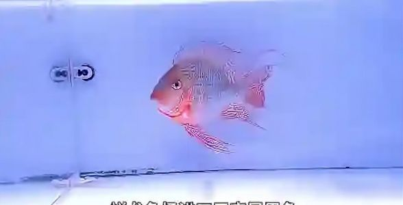 祥龍魚場獨家呈現(xiàn)：珍稀元寶鳳凰魚，觀賞魚界的璀璨明珠