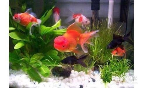 龍魚魚缸養幾條魚最好，龍魚魚缸養幾條魚最好，你知道嗎？