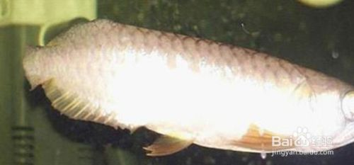 金龍魚的尾巴斷了怎么辦：金龍魚尾巴斷了怎么辦