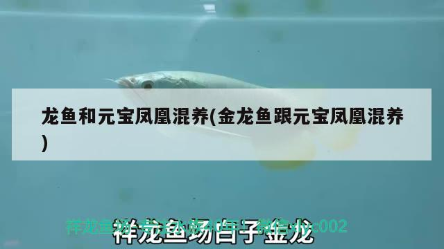 龍魚和元寶鳳凰混養(yǎng)(金龍魚跟元寶鳳凰混養(yǎng))