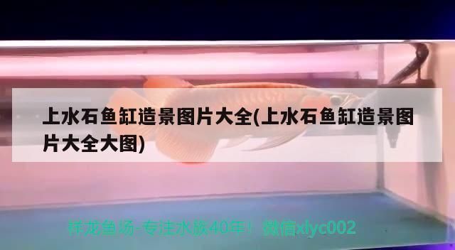 上水石魚缸造景圖片大全(上水石魚缸造景圖片大全大圖)
