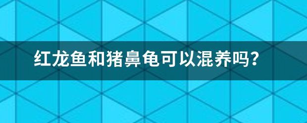 豬鼻龜好養嗎能和紅龍混養嗎圖片:探討豬鼻龜與紅龍的混養 豬鼻龜百科 第12張 豬鼻龜好養嗎能和紅龍混養嗎圖片:探討豬鼻龜與紅龍的混養 豬鼻龜好養嗎能和紅龍混養嗎圖片:探討豬鼻龜與紅龍的混養 豬鼻龜百科 第12張