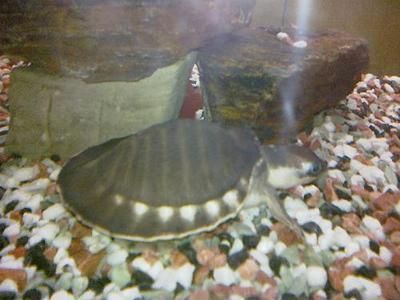 豬鼻龜為什么不愛動(dòng)：豬鼻龜不愛動(dòng)怎么辦