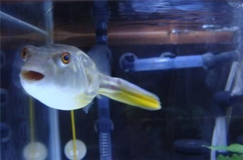 宜昌魚缸造景工作室地址在哪里啊(宜昌觀賞魚)