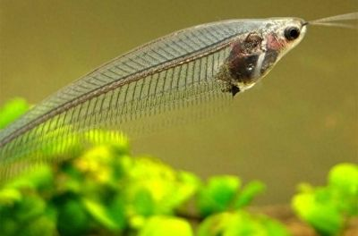 黃金貓魚活餌選擇標準（黃金貓魚活餌新鮮度判斷方法）