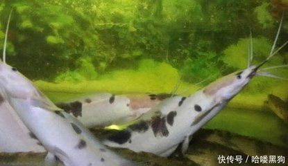 黃金貓魚活餌選擇標準（黃金貓魚活餌新鮮度判斷方法）