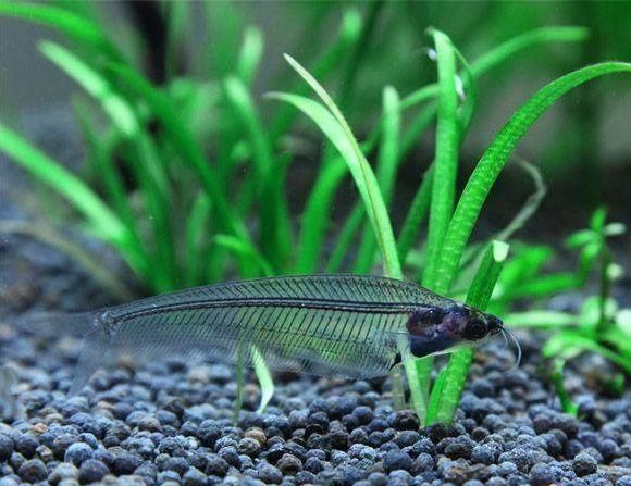 黃金貓魚活餌選擇標準（黃金貓魚活餌新鮮度判斷方法）