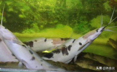 黃金貓魚活餌選擇標準（黃金貓魚活餌新鮮度判斷方法）