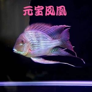 元寶鳳凰可以和什么混養在一起：元寶鳳凰可以與什么混養在一起