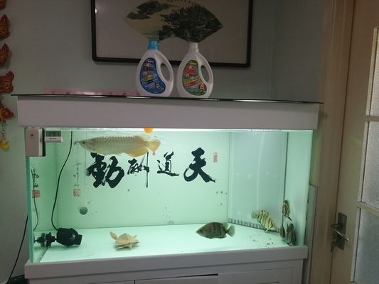 虎魚不喂會死嗎：虎魚不吃會死嗎