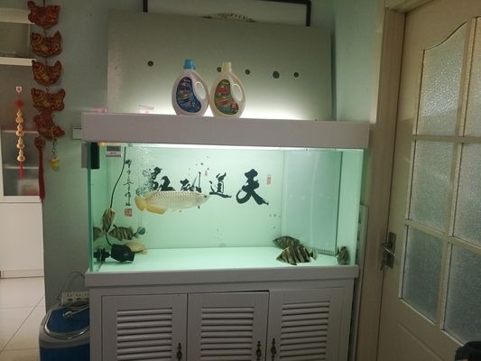 虎魚不喂會死嗎：虎魚不吃會死嗎