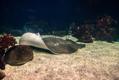 魟魚能放沙子里嗎為什么：魟魚可以放沙子里嗎，魟魚能放沙子里嗎，需要注意什么