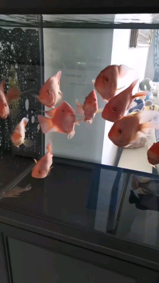 天門哪里有賣魚缸的店鋪地址（天門水族市場）