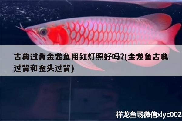過背金龍魚用什么色溫的燈比較好看呢圖片：過背金龍魚適用的燈光色溫及相關細節